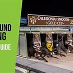 bet on greyhounds racing
